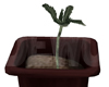 Baby Plant
