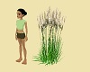 Long Grass V1