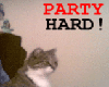 party hard cat animated