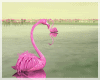Flamingos eAG