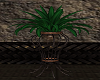 (SP) Plant