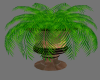 Large Palm Plant 4