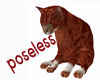 red  cat sit poseless
