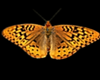 Yellow-Orange Butterfly
