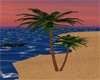 palm tree/poses
