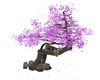 Japanese Lovers tree