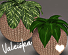 VK~Plant Duo