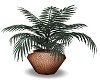 Palm in Wicker Basket