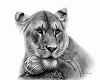 Lioness Art 1