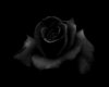 black rose club