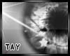 StarrEyes - Grey M