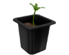 FURNITURE PLANT