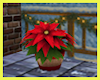CC* Poinsettia