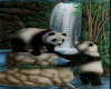 PANDAS WITH  WATER..