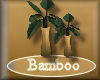 [my]Bamboo Plant