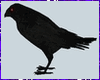 Crow Animated