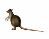 Animated Red Eyed Rat