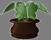 House Plant 4