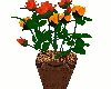 potted flowers roses