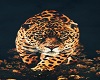 leopard on canvas