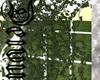 Ivy Vines