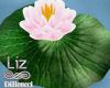 ziL. Lotus Water Plant
