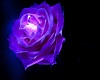 Purple Rose Rug