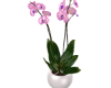 Luxury Orchid Pink