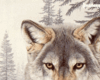 Wolf in Wild