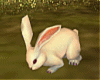 T- Rabbit animated + pos