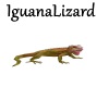 [BD]IguanaLizard