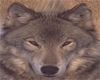 Wolf 5 Sticker