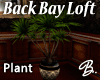 Back Bay Loft Plant2