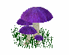 lavender mushrooms