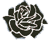 A Black/Silver Rose