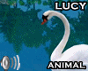~LC~ Swan Animated