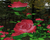 Passion pink rose bush