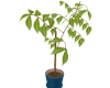 [M] Plant 'Altissima'