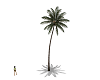 Swaying Palm tree