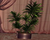 Elegant  Plant Vase