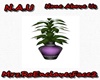 Purple  Passion Plant 