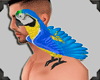 {W} Macaw Shoulder