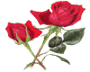 Red Rose #3