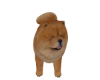 Animated Chow Dog