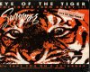 Eye of the tiger pt2