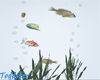 Starters Fish Tank