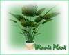 ~X~Winnie Nursery Plant