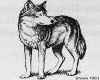 Wolf drawing sticker