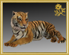 Tiger Pet