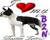 B2N-Boston Terrier